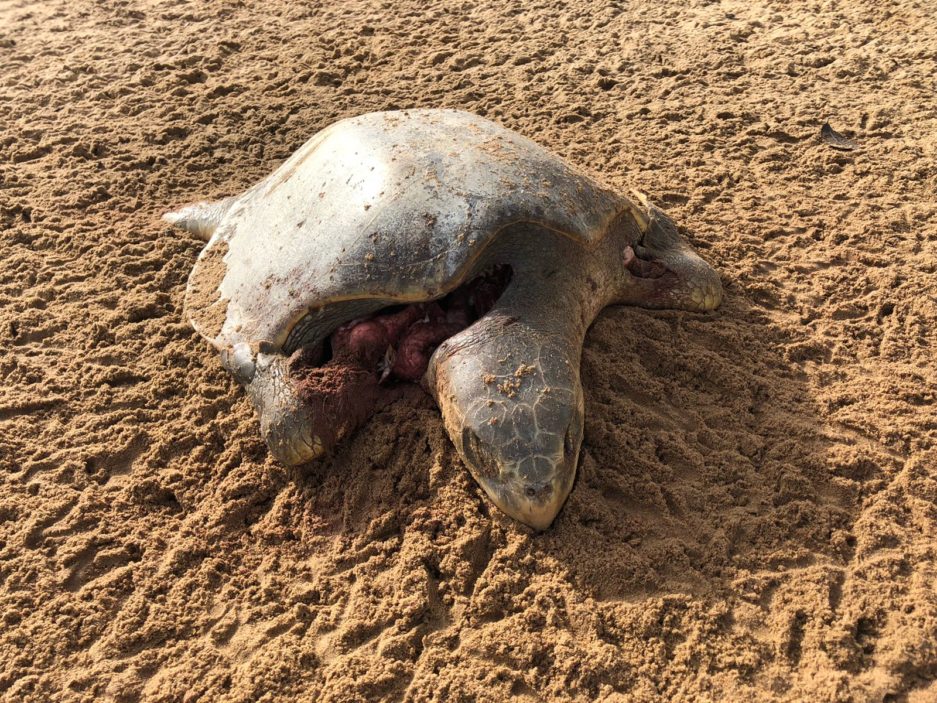 15 tortues marines tuées par des chiens divaguants.