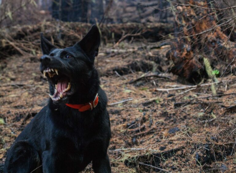 Un chien noir au premier plan qui montre les crocs. Il est dans la forêt. rage