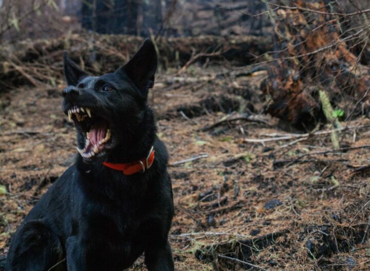 Un chien noir au premier plan qui montre les crocs. Il est dans la forêt. rage