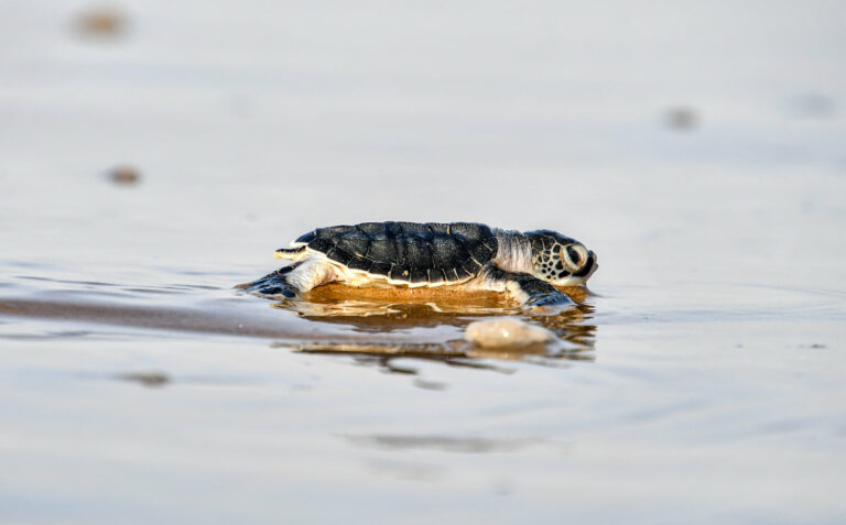 Bébé tortue se déplaçant sur le sable mouillé au bord de l'eau © PNRG - RNNA - SKG