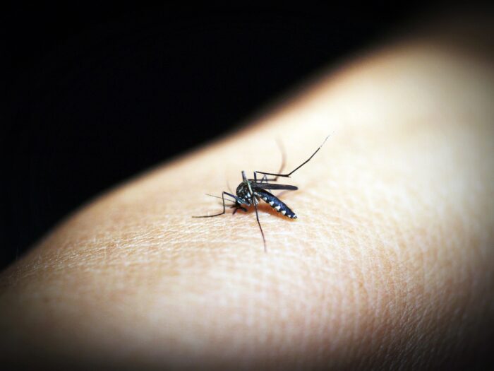 Élimination du paludisme à l'horizon 2025 : la Guyane sur la bonne voie.