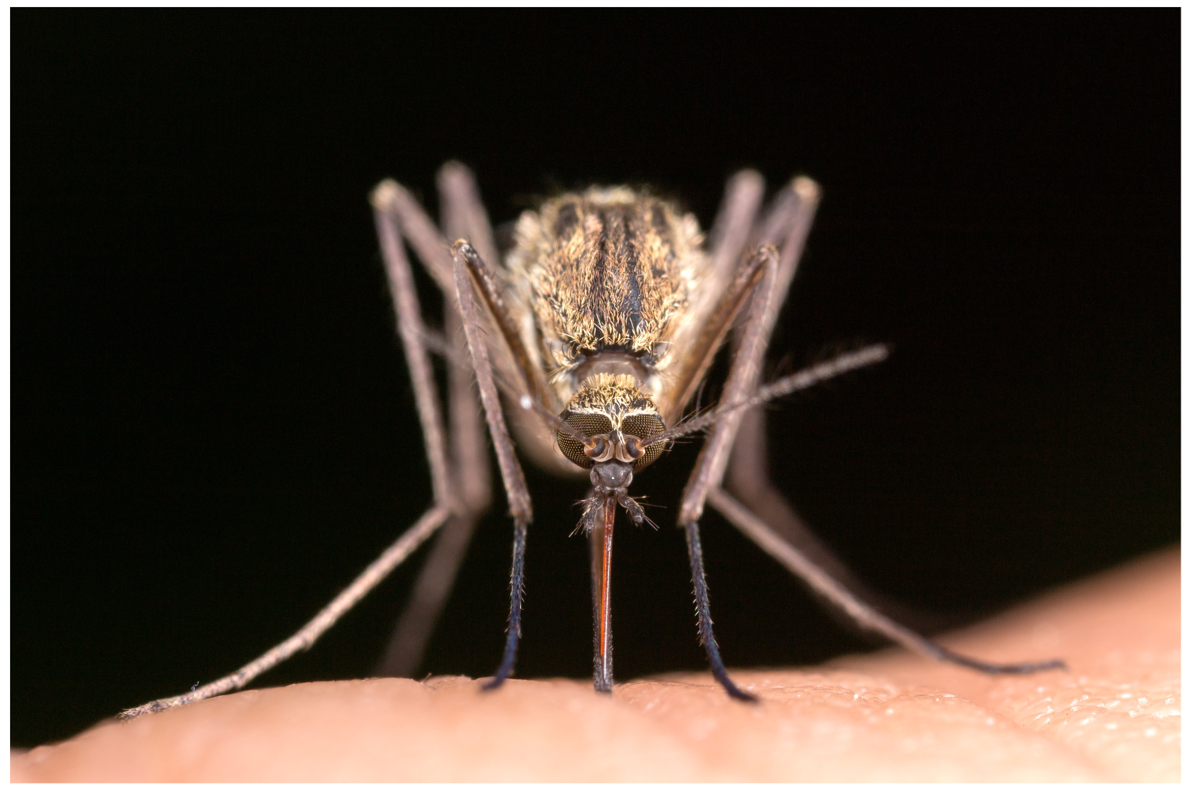 La dengue, le chikungunya et le Zika sont des arboviroses transmises par le moustique Aedes aegypti.