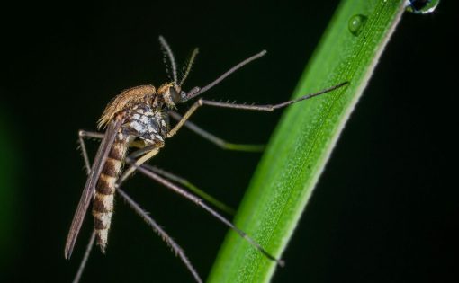 moustique, dengue, paludisme