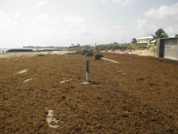 Arrivage de sargasse sur la plage de l’Anse à Kourou – 21 mars 2019.